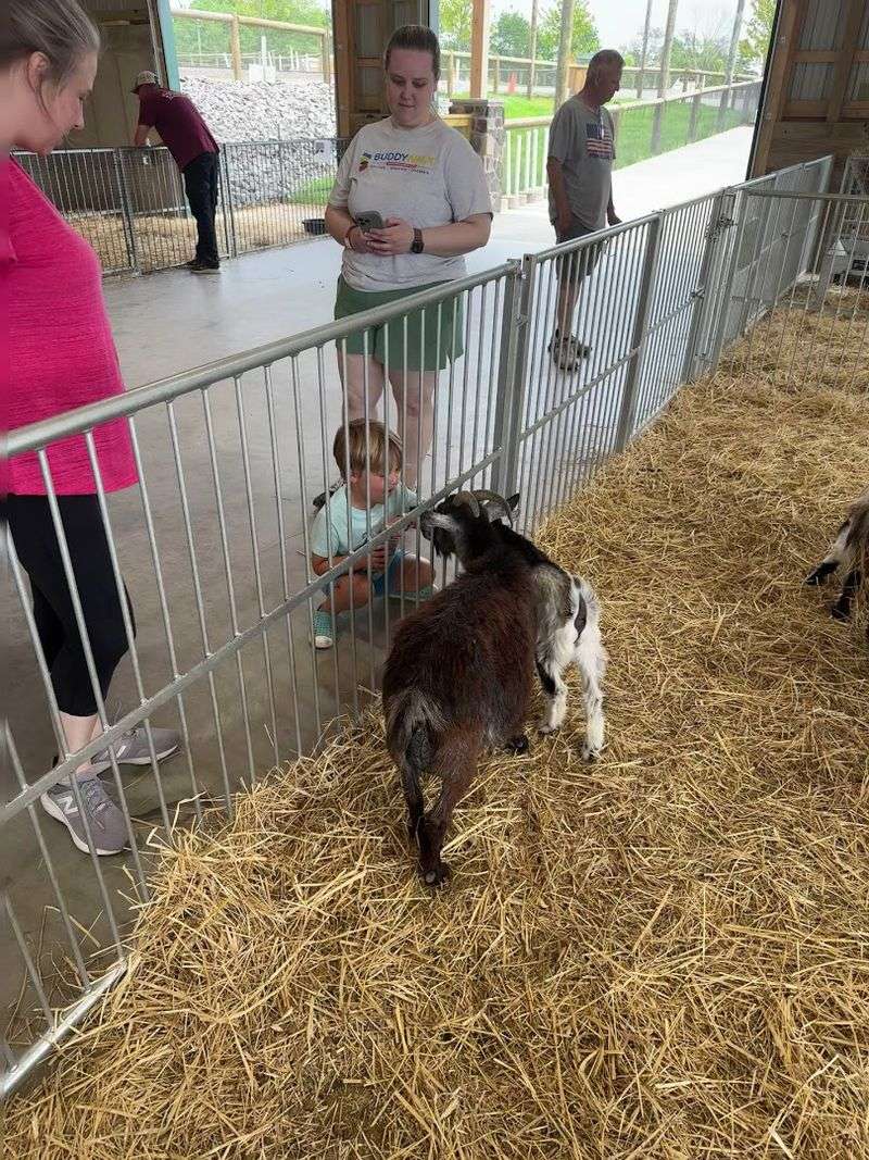 Baby Animals Add A Storybook Charm