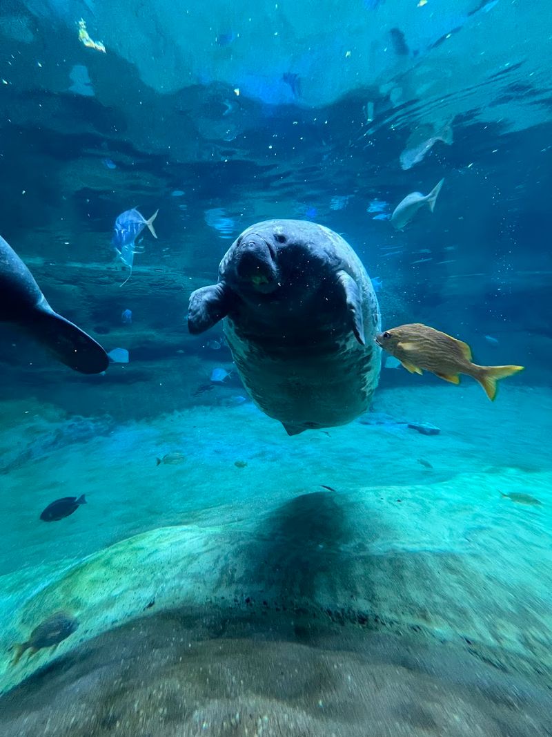 The Aquarium Section and the Manatees You Cannot Miss