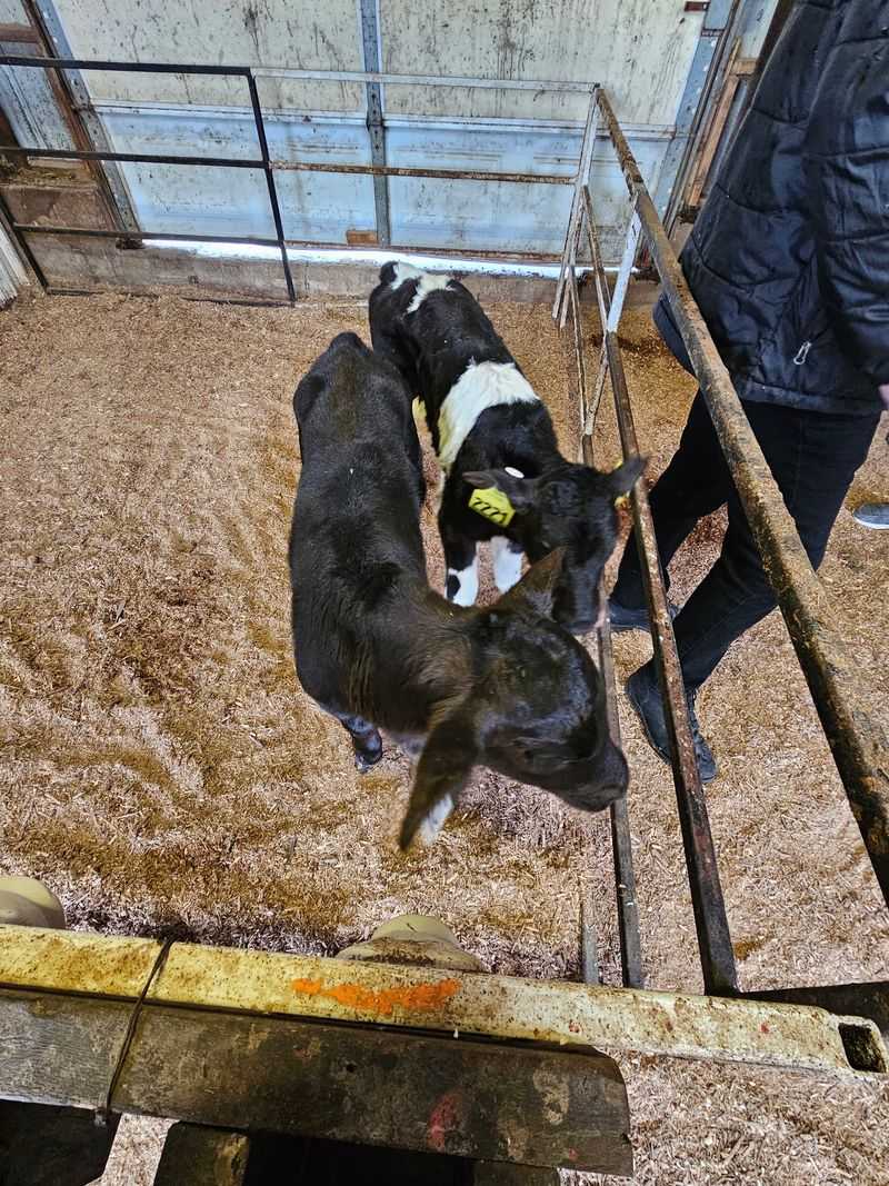 Baby Calves Might Steal The Whole Afternoon