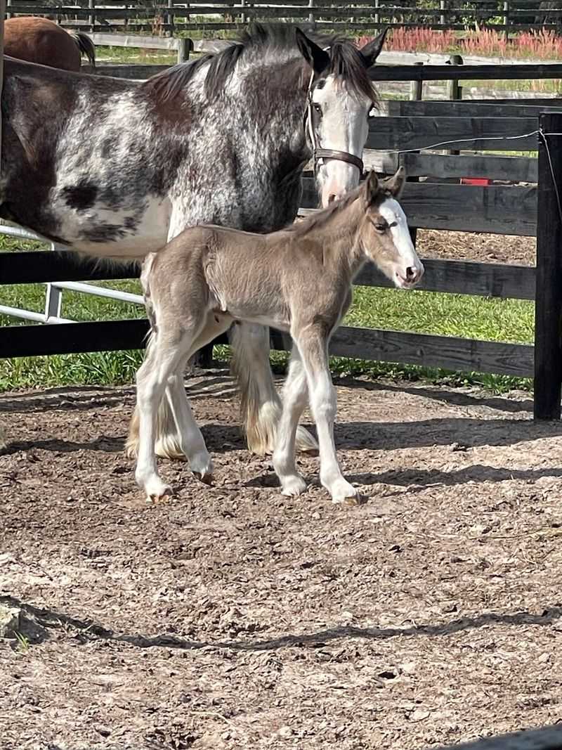 Baby Clydesdales Are Born Right Here On The Farm