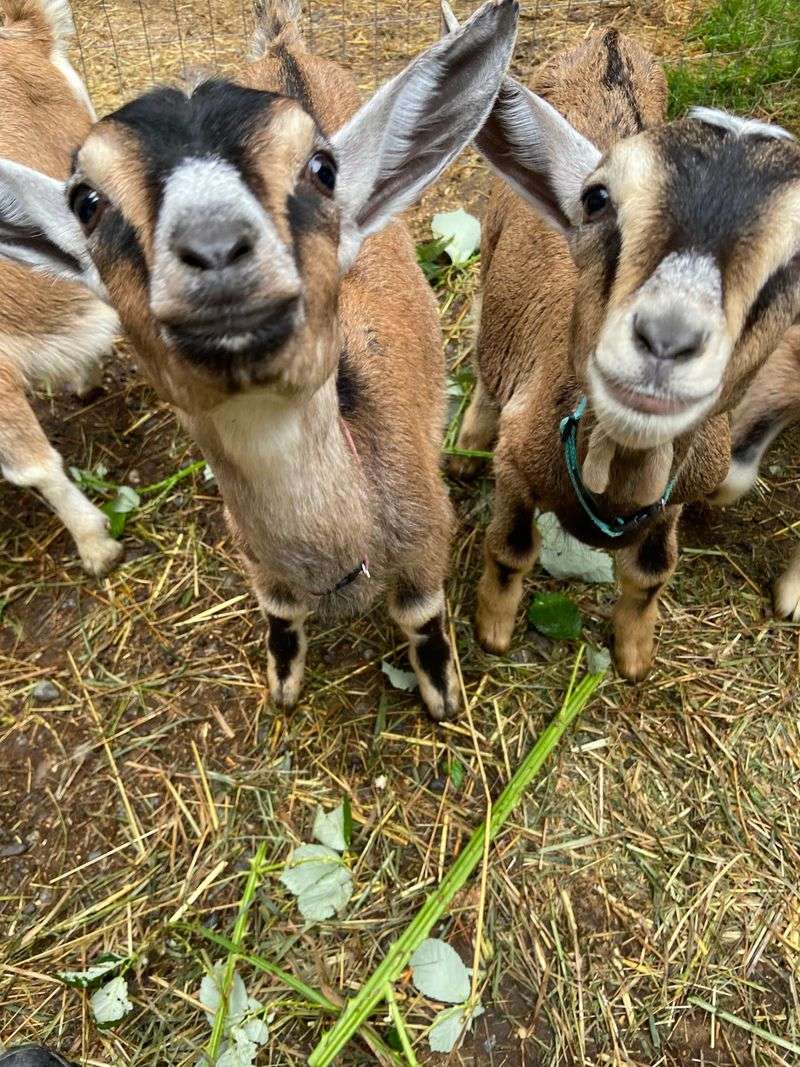 Baby Goat Season Baby Goat Season