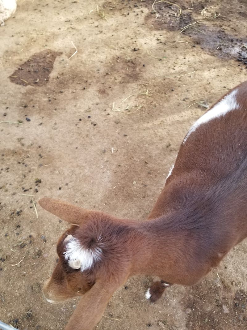 Baby Goats Bring The Cuteness Overload