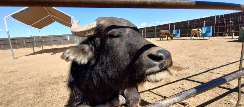 Baby Goats, Donkeys, And The Farm Side Of The Ranch