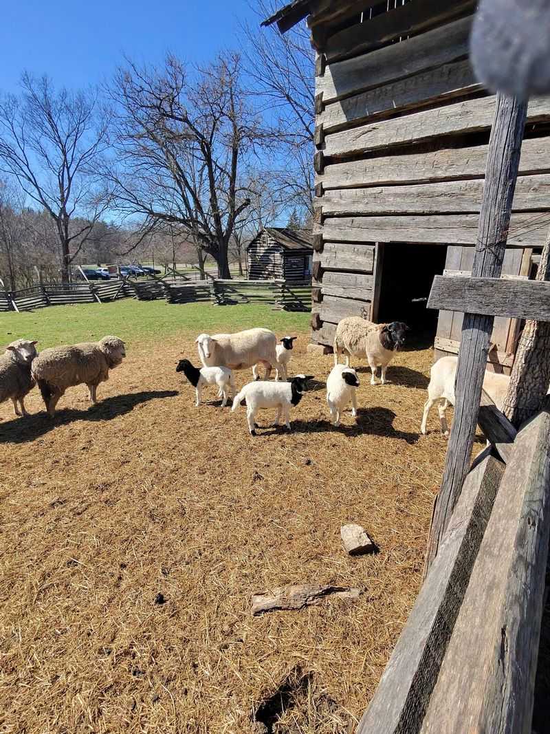 Baby Lambs And A Barnyard Full Of Friends Baby Lambs And A Barnyard Full Of Friends