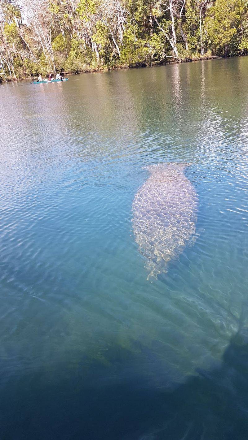 Baby Manatees Stick Close To Mom