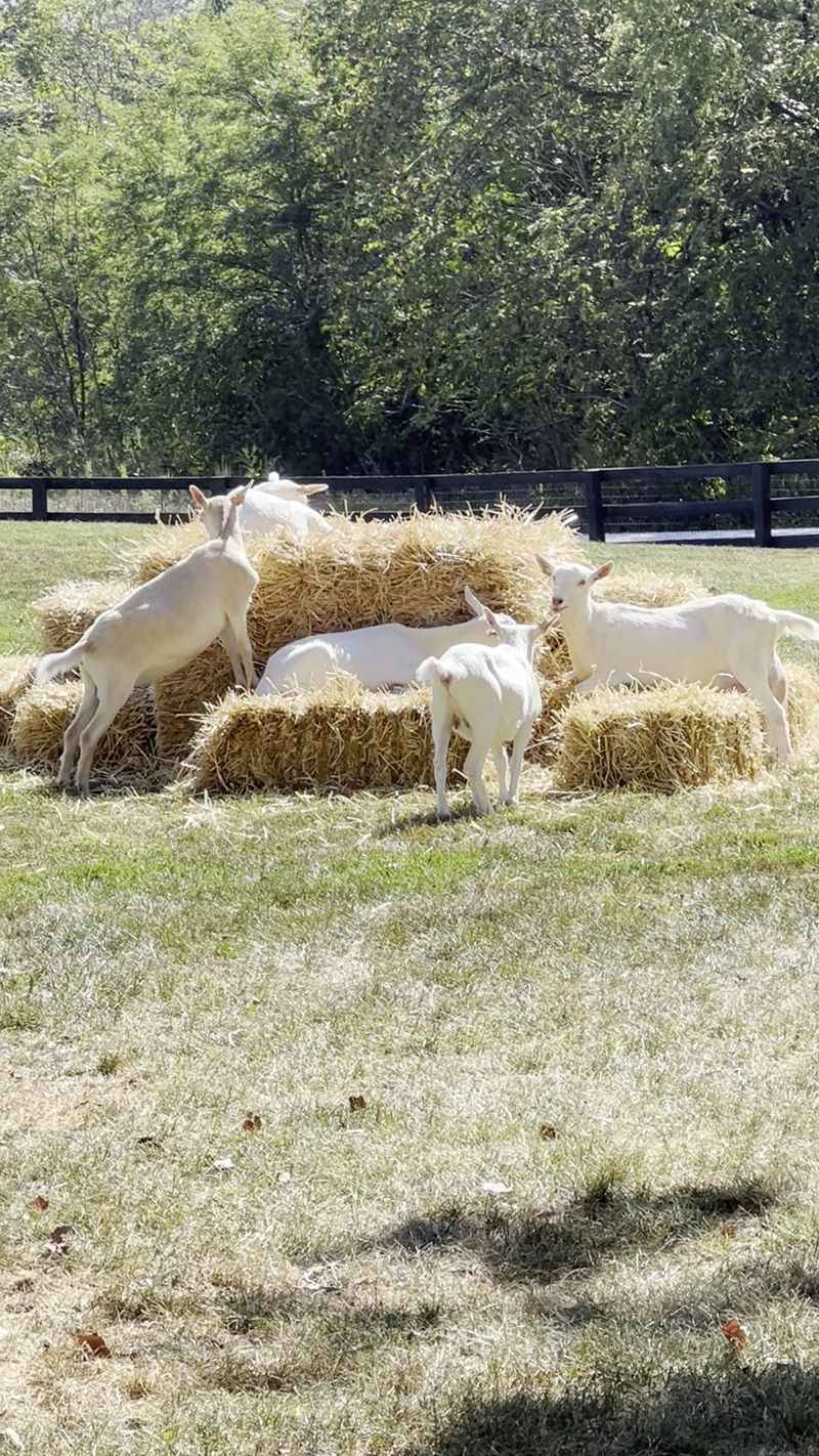 Baetje Farms