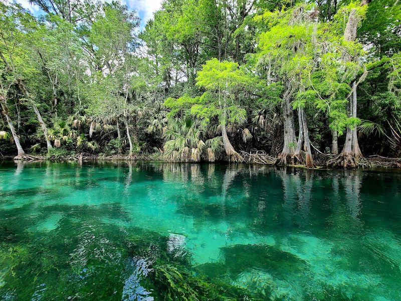 Silver Springs State Park, Silver Springs