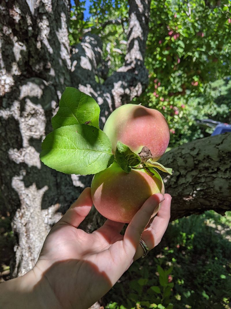 Bailey's Orchard, Whitefield