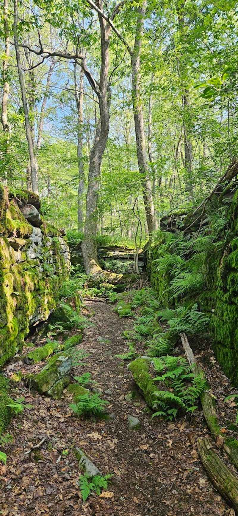 Laurel Highlands Hiking Trail, Forbes State Forest