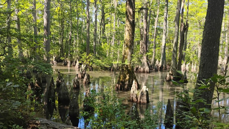 Bald Cypress Trail