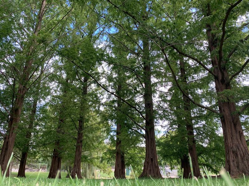 Bald Cypress Trees And Old Growth Charm