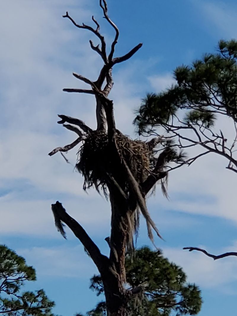 Bald Eagles And Eaglets Nesting High Above Bald Eagles And Eaglets Nesting High Above