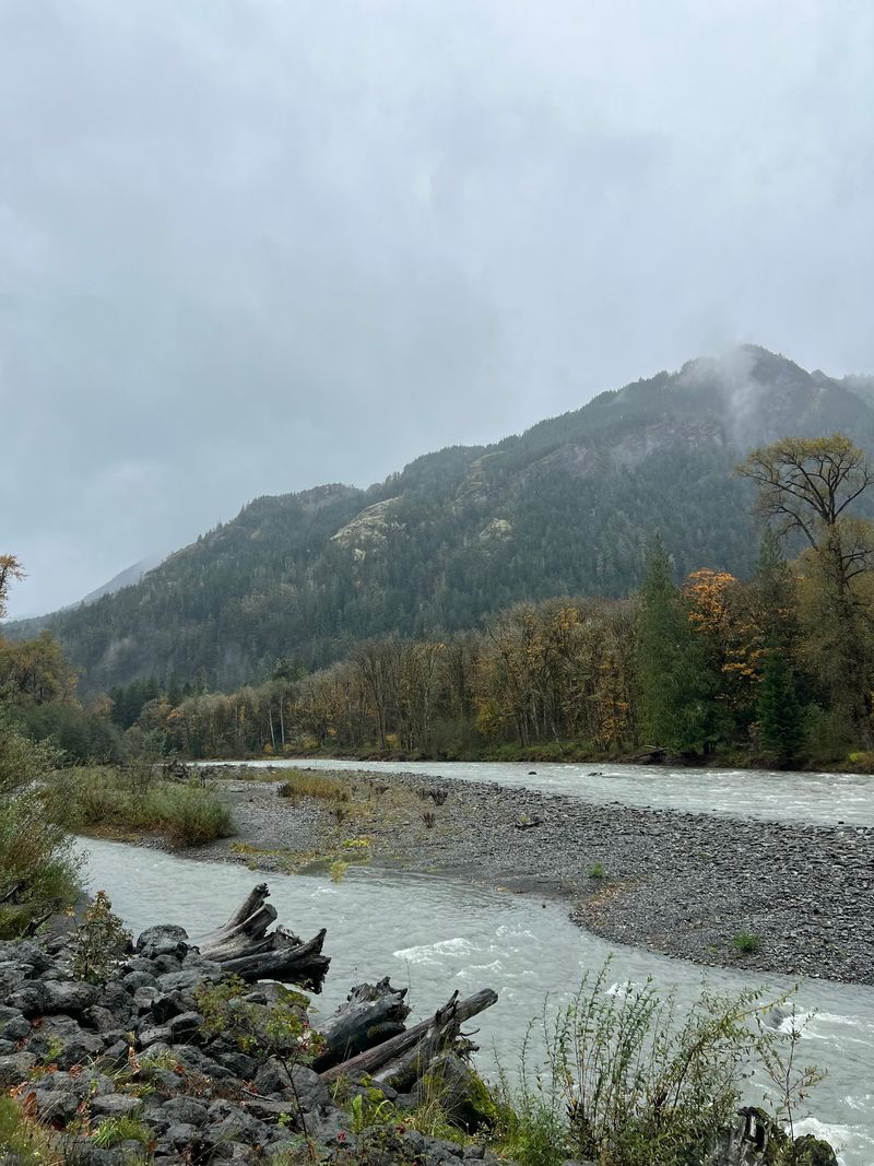 Bald Eagles, Deer, and Other Lakeside Neighbors