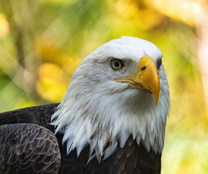 Bald Eagles, Foxes, And The Smaller Residents