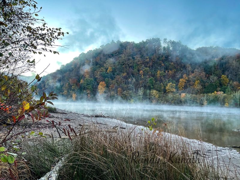 Bald Eagles, Herons, And Morning Fog Bald Eagles, Herons, And Morning Fog