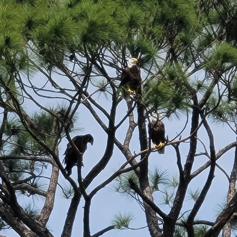 Bald Eagles, Ospreys, And Herons Are Frequent Visitors