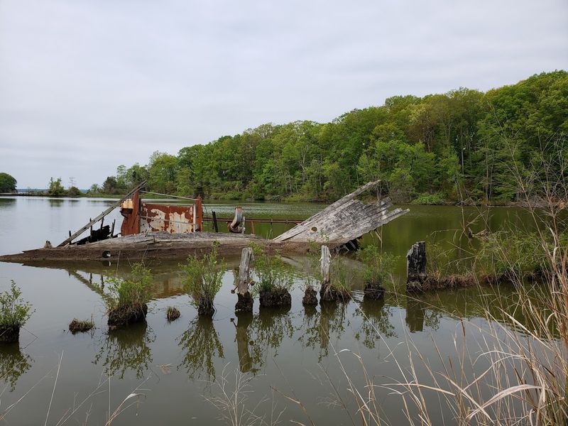Bald Eagles, Ospreys, And River Otters