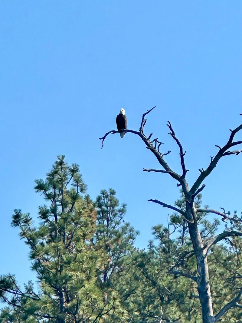 Bald Eagles Owning The Sky