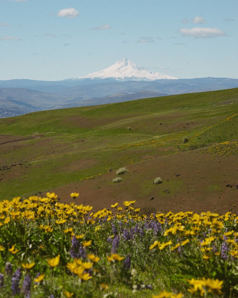 Balsamroot and Lupine Season