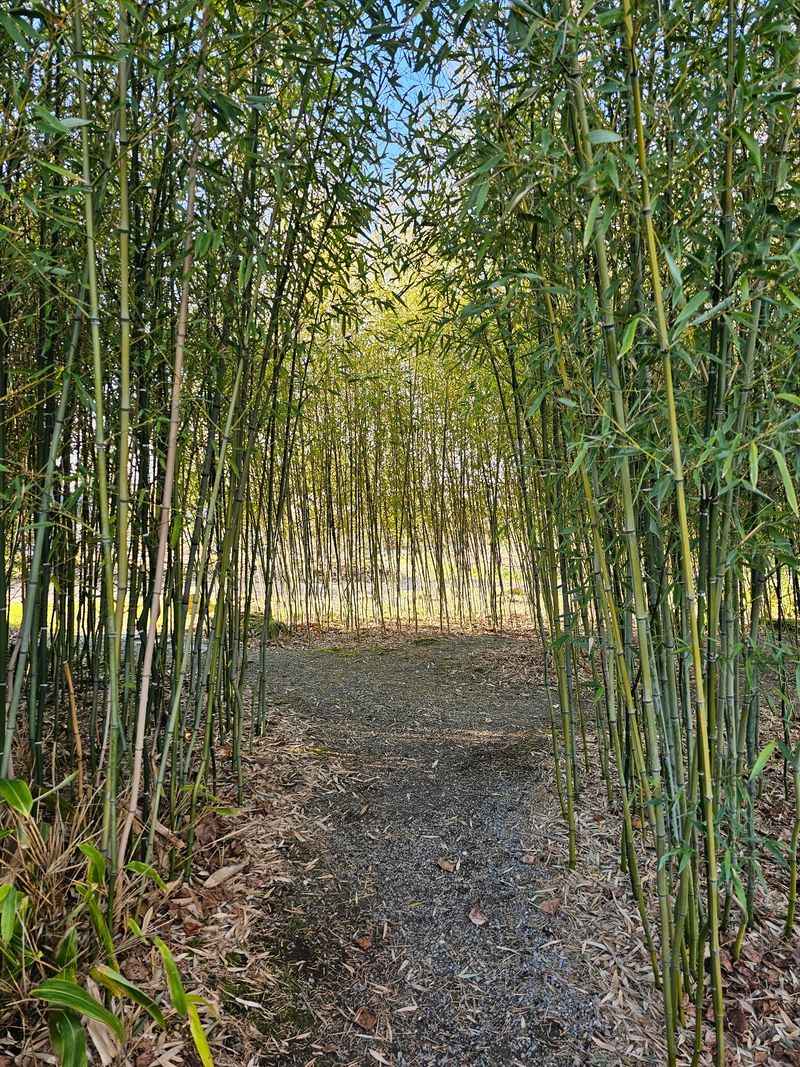 Bamboo Groves and Winding Trails