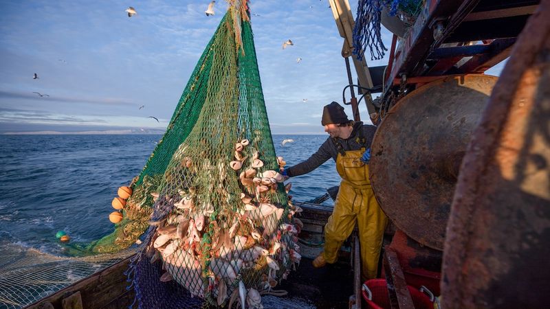Seafood Swimming Away
