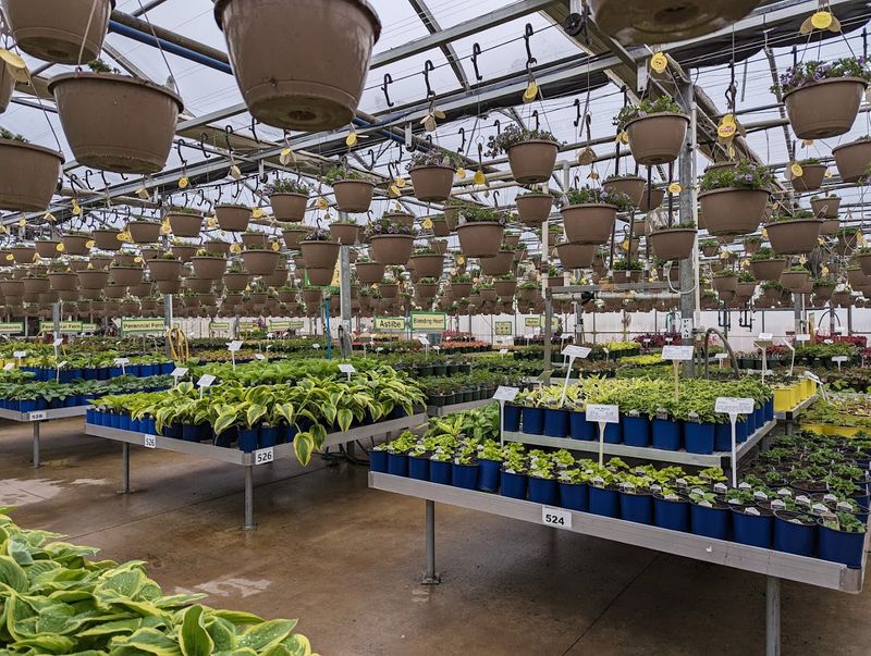 Bargains Bloom In Every Aisle