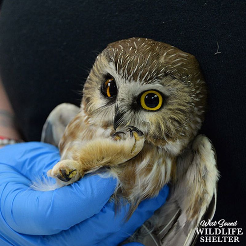 Barn Owls With Their Unmistakable Heart-Shaped Faces