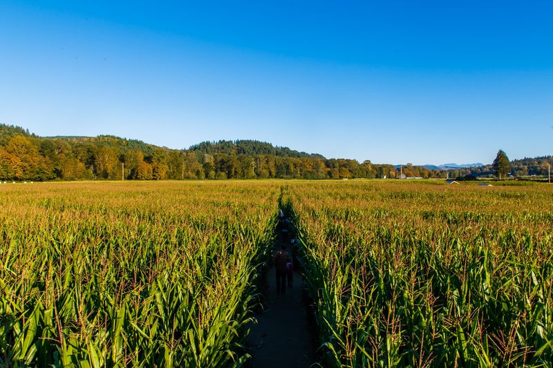 Barn Slides, Corn Pits and a Playground for All Ages Barn Slides, Corn Pits and a Playground for All Ages