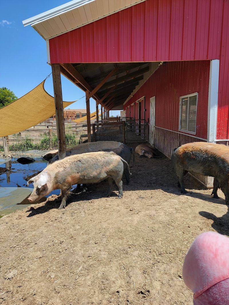 Barns And Pastures Replace The Headline's Boardwalk