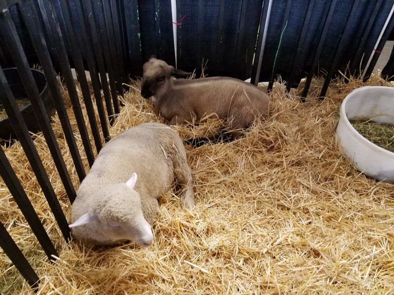 Barns Full Of Baby Animals And Farm-Country Charm