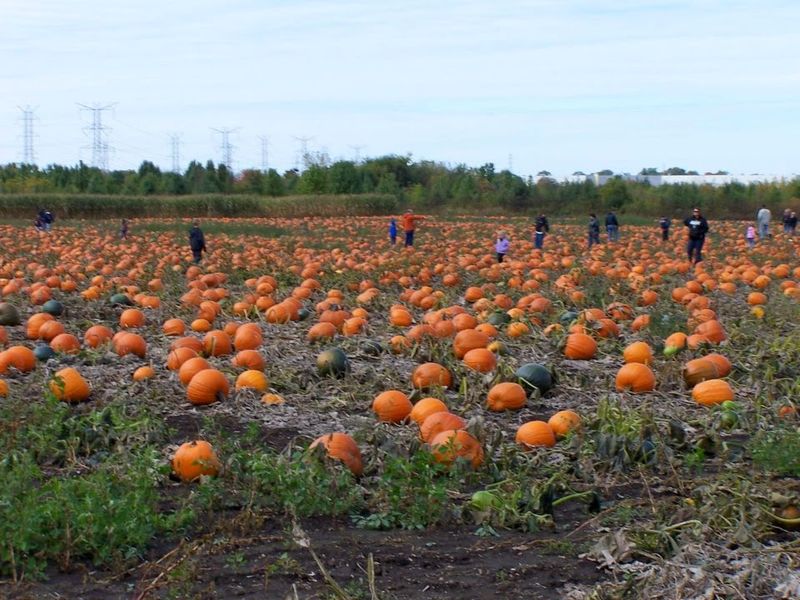 Barnyard Friends And Pumpkin Picking