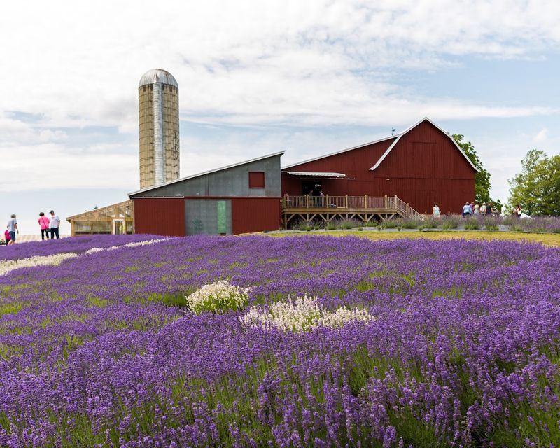 Lavender Fest Friday At Lavender Hill Farm, Boyne City