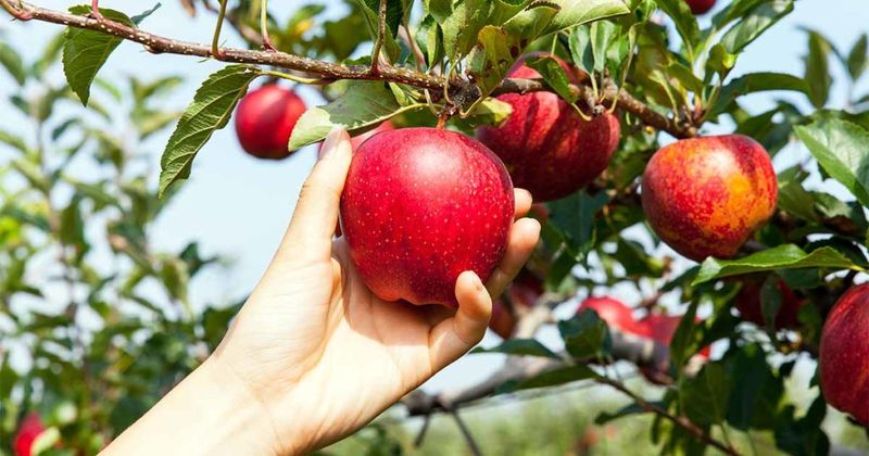 Apples: A Crunchy Stone Solution
