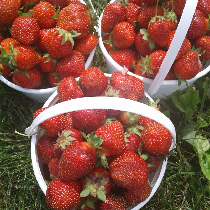Baskets, Rows, And The Joy Of Picking Your Own