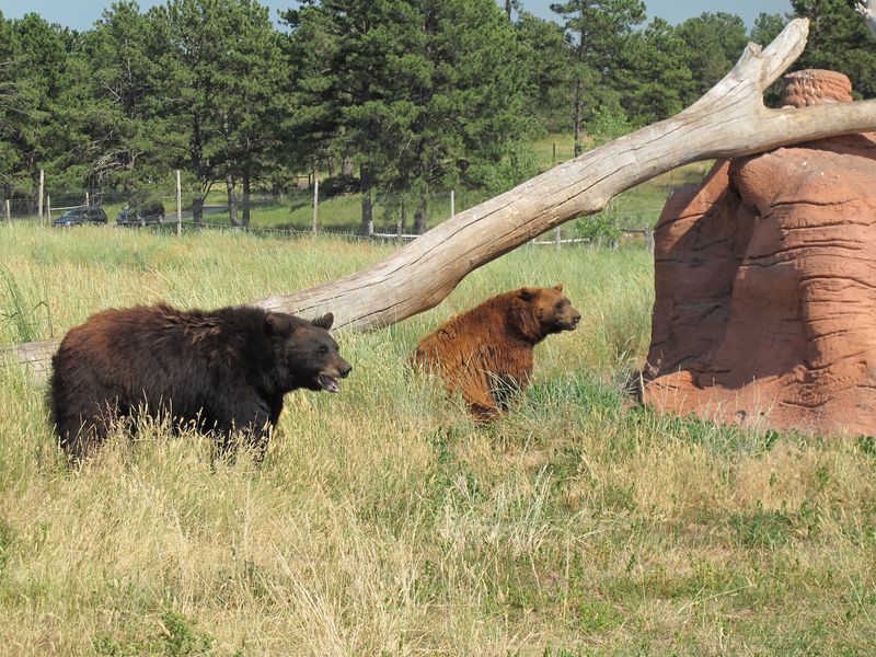 Bear Country USA