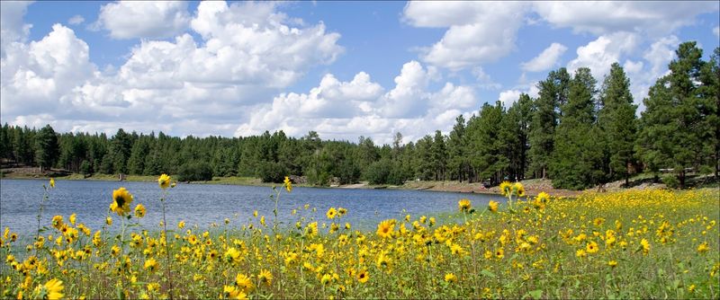 Kaibab National Forest Surroundings