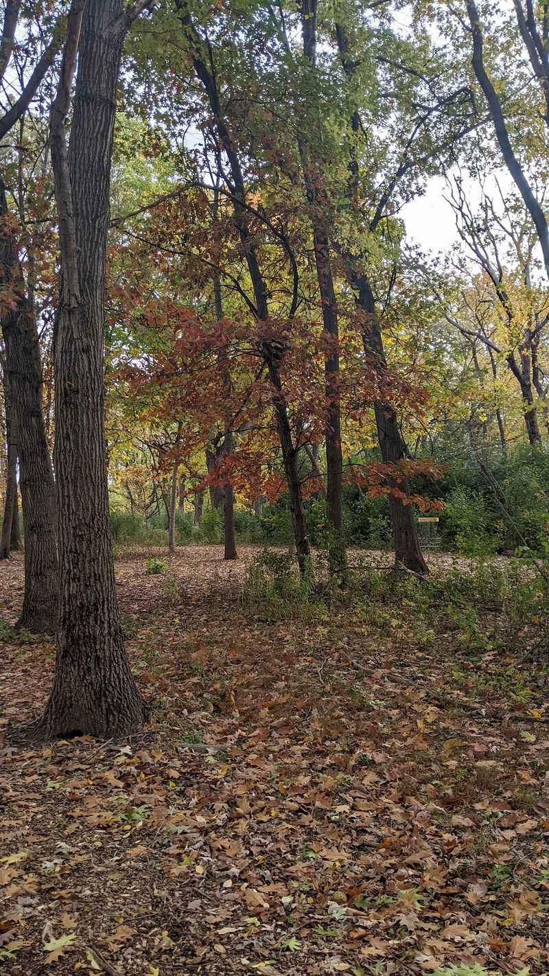 Bears Are Visitors, Not Residents