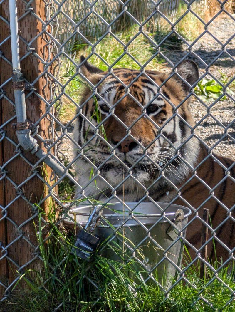 Bears, Big Cats, and Wolves Behind Glass