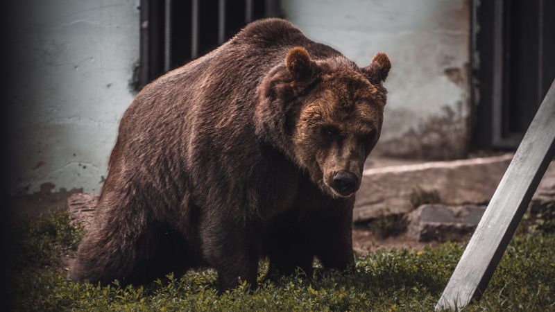 Bears Got A Major Glow-Up