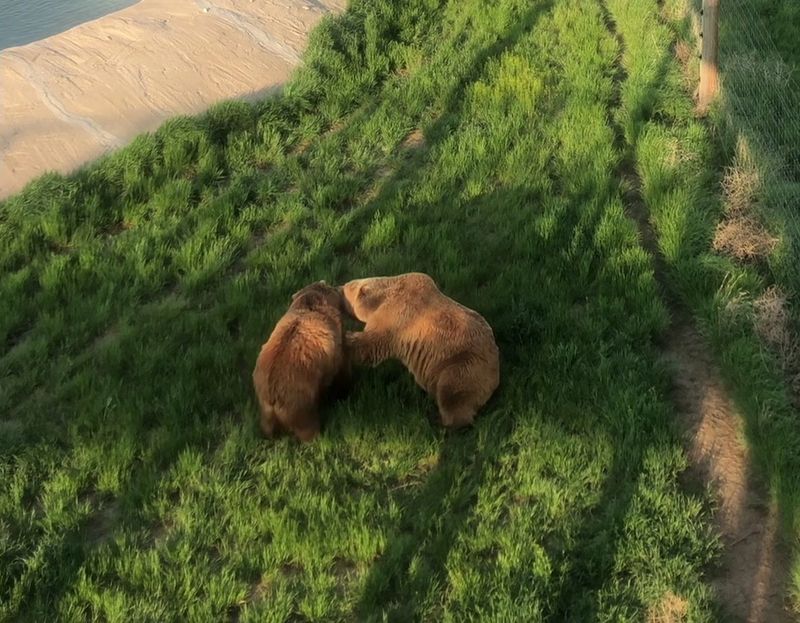 Bears: Grizzlies, Black Bears, and the Joy of Watching Them Play