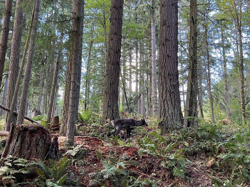 Bears On One Side, Wolves On The Other