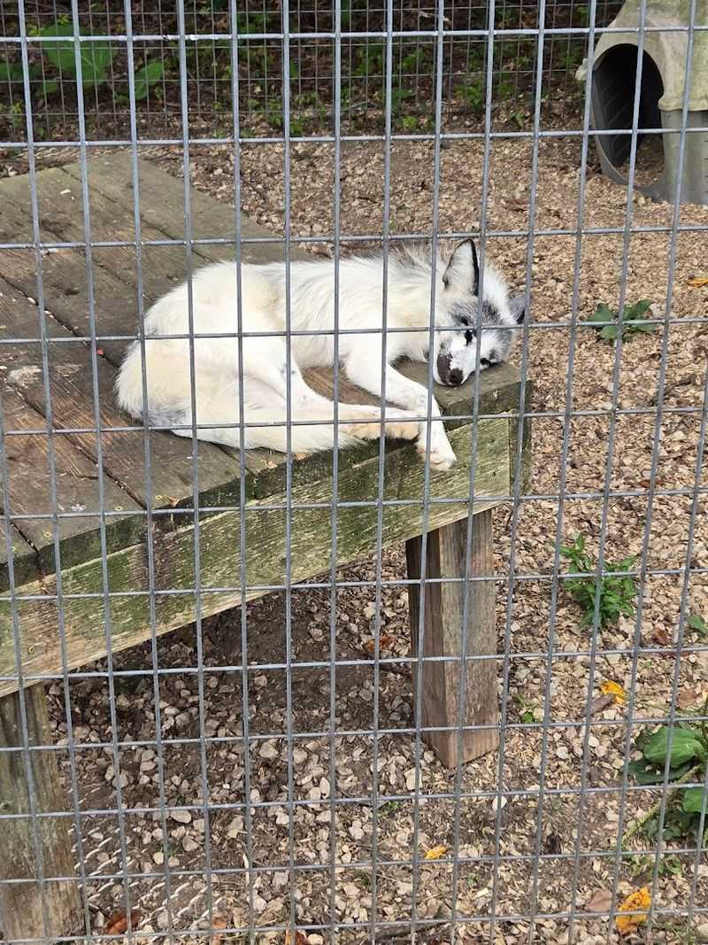 Bears, Wolves, And The Wild Side Of The Sanctuary