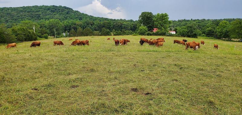 East Tennessee Beef Culture