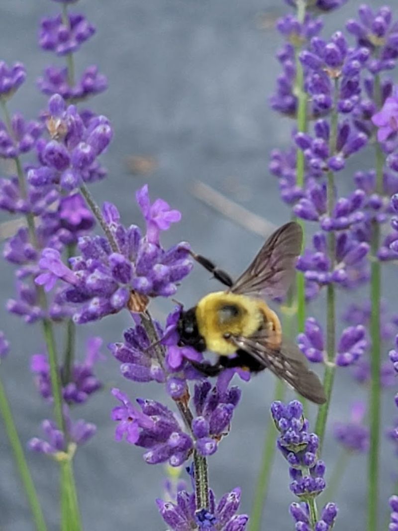 Bees, Pollinators, And The Living Ecosystem Bees, Pollinators, And The Living Ecosystem