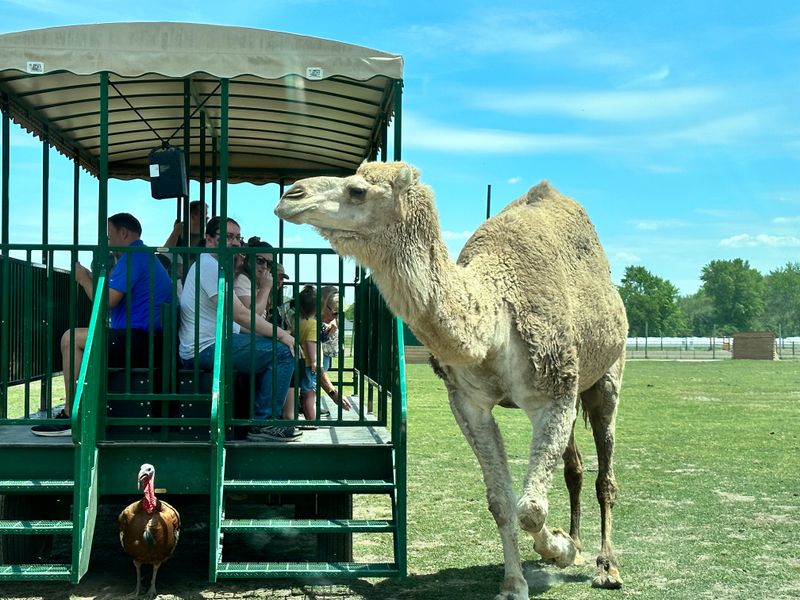 Wagon Rides And Off-Road Adventures Add Excitement To Your Visit