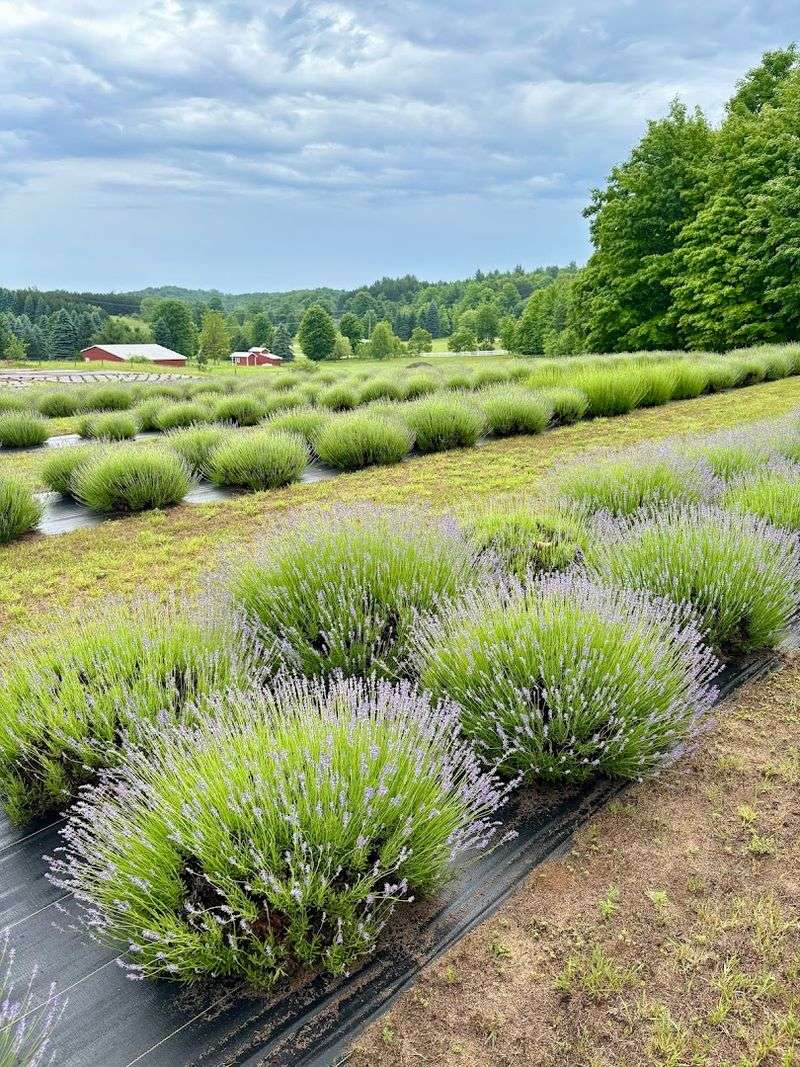Manitou Acres Lavender Farm, Maple City