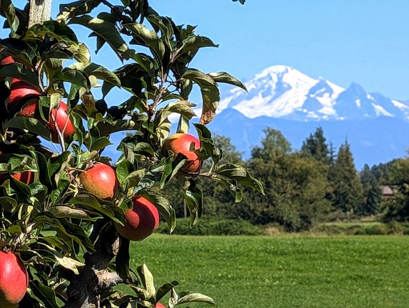 Bellewood Farms & Distillery, Lynden, WA