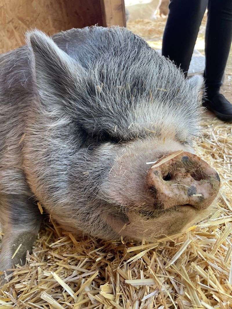 Belly Rubs and 600-Pound Pigs Belly Rubs and 600-Pound Pigs