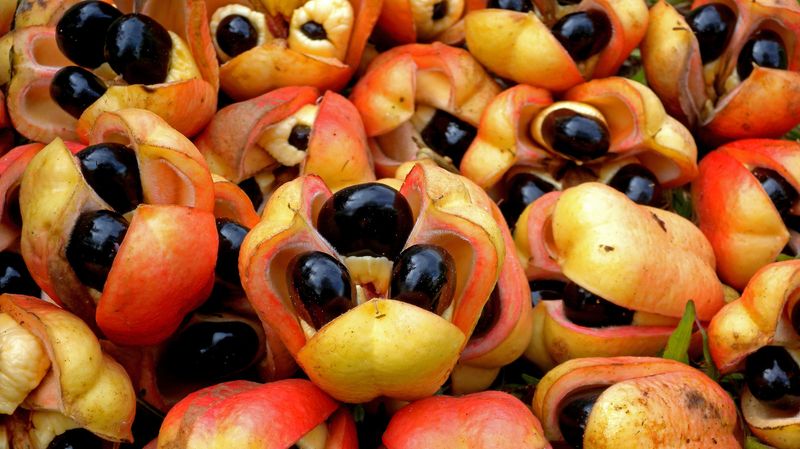 Fresh Ackee: Jamaica's Dangerous National Fruit