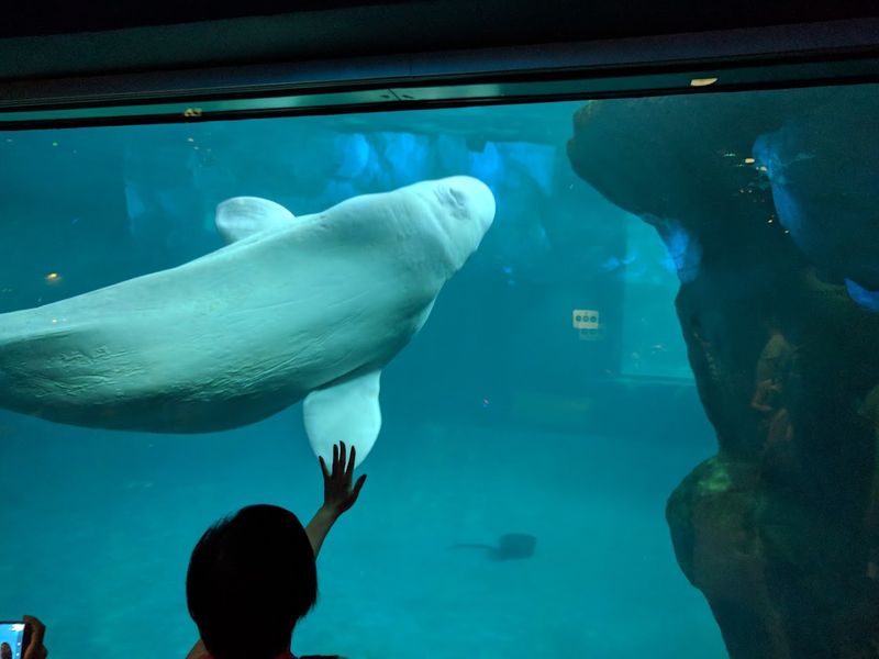 Beluga Whales Turn The Oceanarium Into Pure Magic